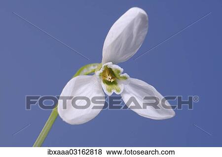 "Giant Snowdrop (Galanthus elwesii), Odessa Oblast, Ukraine, Europe" View Large Photo Image Stock Photo - "Giant Snowdrop (Galanthus elwesii), Odessa Oblast, Ukraine, Europe". Fotosearch