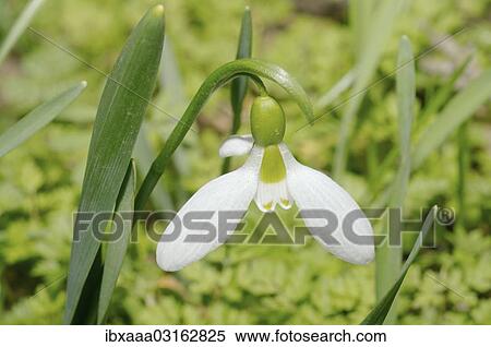 "Giant Snowdrop (Galanthus elwesii), Odessa Oblast, Ukraine, Europe" View Large Photo Image Stock Photography - "Giant Snowdrop (Galanthus elwesii), Odessa Oblast, Ukraine, Europe". Fotosearch