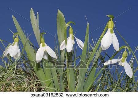 "Giant Snowdrops (Galanthus elwesii), Odessa Oblast, Ukraine, Europe" View Large Photo Image Stock Image - "Giant Snowdrops (Galanthus elwesii), Odessa Oblast, Ukraine, Europe". Fotosearch