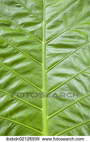 Stock Photo - "Giant Taro (Colocasia gigantea), detail of large green leaf, Thailand, Asia". Fotosearch