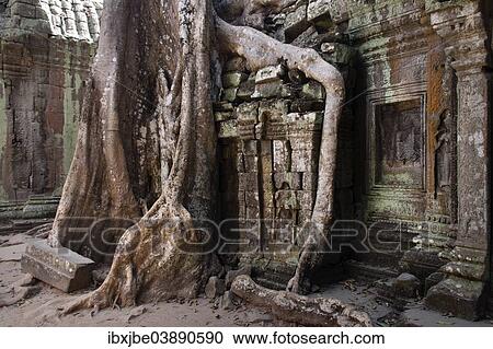 "Giant Tetrameles nudiflora tree roots in the courtyard, Ta Prohm Temple, UNESCO World Heritage Site, Angkor, Siem Reap, Cambodia, Asia" View Large Photo Image Stock Image - "Giant Tetrameles nudiflora tree roots in the courtyard, Ta Prohm Temple, UNESCO World Heritage Site, Angkor, Siem Reap, Cambodia, Asia". Fotosearch