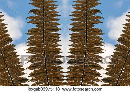 "Giant tree fern fronds, Andasibe-Mantadia National Park, Madagascar, Africa" View Large Photo Image Stock Photo - "Giant tree fern fronds, Andasibe-Mantadia National Park, Madagascar, Africa". Fotosearch
