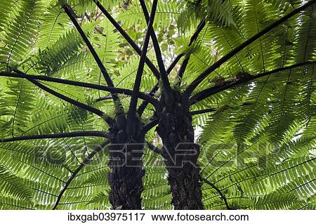"Giant tree ferns, Andasibe-Mantadia National Park, Madagascar, Africa" View Large Photo Image Stock Photo - "Giant tree ferns, Andasibe-Mantadia National Park, Madagascar, Africa". Fotosearch