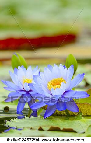 Picture - "Giant Water Lilies (Nymphaea gigantea), lily pond, Baden-Wuerttemberg, Germany, Europe". Fotosearch