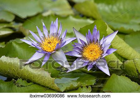 Stock Photograph - "Giant water lilies (Nymphaea gigantea), Stuttgart, Baden-Wurttemberg, Germany, Europe". Fotosearch
