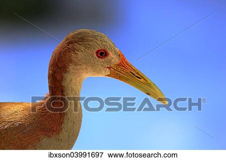 "Giant Wood Rail (Aramides ypecaha), adult, captive, native to South America, Eastern Cape, South Africa, Africa" View Large Photo Image Stock Photo - "Giant Wood Rail (Aramides ypecaha), adult, captive, native to South America, Eastern Cape, South Africa, Africa". Fotosearch