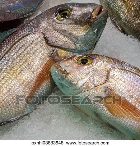 Gilt-head Breams on display for sale View Large Photo Image Stock Photo - Gilt-head Breams on display for sale. Fotosearch