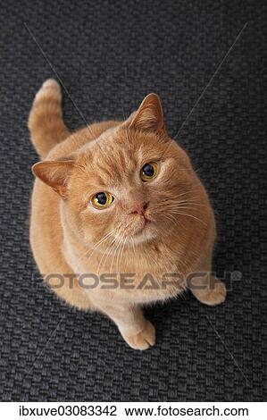 Ginger British Shorthair Cat Germany Europe Stock Image