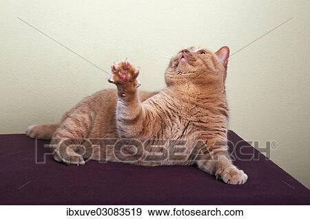 "Ginger British Shorthair cat looking up, raising its paw, Germany, Europe" View Large Photo Image Stock Photo - "Ginger British Shorthair cat looking up, raising its paw, Germany, Europe". Fotosearch