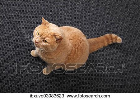 "Ginger British Shorthair, tomcat, Germany, Europe" View Large Photo Image Stock Image - "Ginger British Shorthair, tomcat, Germany, Europe". Fotosearch