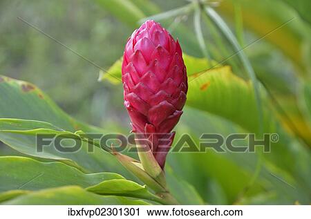 Stock Image - "Ginger flower (Zingiber officinale), Cameroon, Central Africa, Africa". Fotosearch