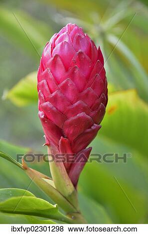 Stock Photo - "Ginger flower (Zingiber officinale), Cameroon, Central Africa, Africa". Fotosearch