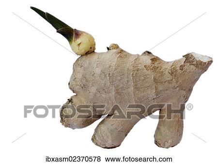 Stock Photo - Ginger (Zingiber officinale). Fotosearch