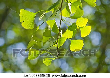 "Ginkgo (Ginkgo biloba), branch with leaves, Thuringia, Germany, Europe" View Large Photo Image Stock Photograph - "Ginkgo (Ginkgo biloba), branch with leaves, Thuringia, Germany, Europe". Fotosearch