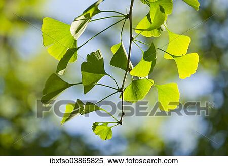 "Ginkgo (Ginkgo biloba), branch with leaves, Thuringia, Germany, Europe" View Large Photo Image Stock Photography - "Ginkgo (Ginkgo biloba), branch with leaves, Thuringia, Germany, Europe". Fotosearch