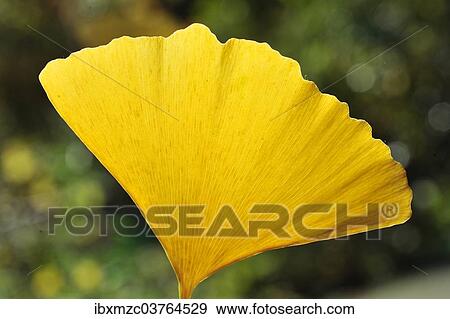 "Ginkgo (Ginkgo biloba), yellow leaf in autumn, Middle Franconia, Bavaria, Germany, Europe" View Large Photo Image Stock Photo - "Ginkgo (Ginkgo biloba), yellow leaf in autumn, Middle Franconia, Bavaria, Germany, Europe". Fotosearch