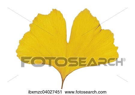 "Ginkgo (Ginkgo biloba), yellow leaf" View Large Photo Image Stock Image - "Ginkgo (Ginkgo biloba), yellow leaf". Fotosearch