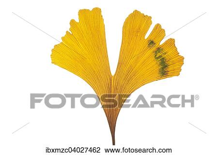 "Ginkgo (Ginkgo biloba), yellow leaf" View Large Photo Image Stock Image - "Ginkgo (Ginkgo biloba), yellow leaf". Fotosearch