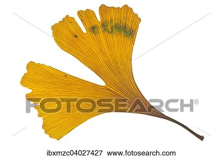 Stock Photo - "Ginkgo (Ginkgo biloba), yellow leaf". Fotosearch