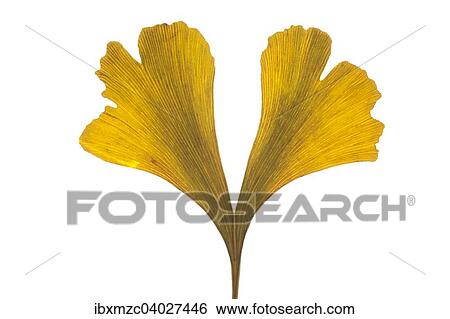 "Ginkgo (Ginkgo biloba), yellow leaf" View Large Photo Image Stock Photograph - "Ginkgo (Ginkgo biloba), yellow leaf". Fotosearch