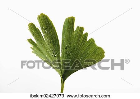 Ginkgo leaf (Ginkgo biloba) View Large Photo Image Stock Photo - Ginkgo leaf (Ginkgo biloba). Fotosearch