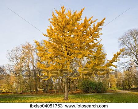 Stock Image - "Ginkgo Tree (Ginkgo biloba), with colourful autumnal foliage, park, Fallersleben, Lower Saxony, Germany, Europe". Fotosearch