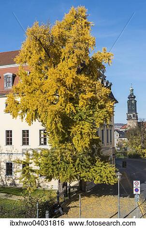 "Ginkgo tree in autumn colors, planted by Goethe, Weimar, Thuringia, Germany, Europe" View Large Photo Image Stock Photograph - "Ginkgo tree in autumn colors, planted by Goethe, Weimar, Thuringia, Germany, Europe". Fotosearch