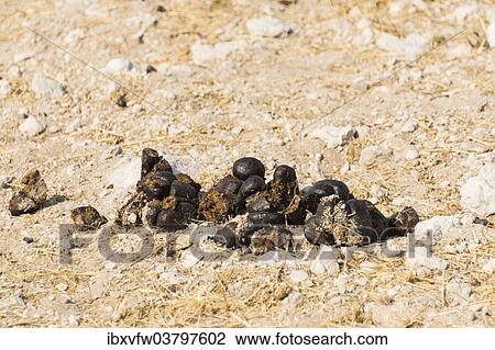 "Giraffe droppings (Giraffa camelopardalis), Etosha National Park, Namibia, Africa" View Large Photo Image Stock Image - "Giraffe droppings (Giraffa camelopardalis), Etosha National Park, Namibia, Africa". Fotosearch