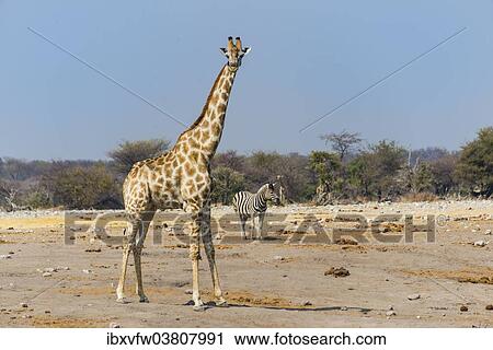 "Giraffe (Giraffa camelopardalis) and Burchell's Zebra (Equus burchellii) at Chudob waterhole, Etosha National Park, Namibia, Africa" View Large Photo Image Stock Image - "Giraffe (Giraffa camelopardalis) and Burchell's Zebra (Equus burchellii) at Chudob waterhole, Etosha National Park, Namibia, Africa". Fotosearch