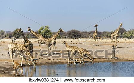 Stock Image - "Giraffe (Giraffa camelopardalis) and Blackfaced Impala (Aepyceros melampus petersi) drinking at Chudob waterhole, Etosha National Park, Namibia, Africa". Fotosearch