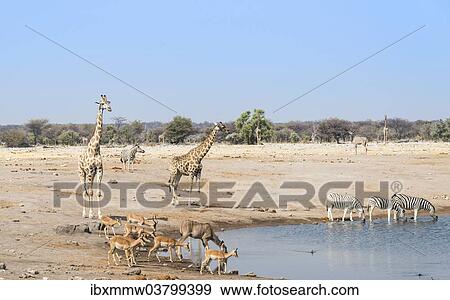 Stock Photo - "Giraffe (Giraffa camelopardalis) and Black-faced impalas(Aepyceros melampus petersi) at the Chudob waterhole, Etosha National Park, Namibia, Africa". Fotosearch