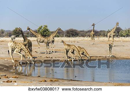 "Giraffe (Giraffa camelopardalis) and Blackfaced Impala (Aepyceros melampus petersi) drinking at Chudob waterhole, Etosha National Park, Namibia, Africa" View Large Photo Image Stock Photo - "Giraffe (Giraffa camelopardalis) and Blackfaced Impala (Aepyceros melampus petersi) drinking at Chudob waterhole, Etosha National Park, Namibia, Africa". Fotosearch