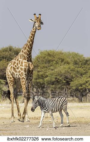 Stock Photograph - "Giraffe (Giraffa camelopardalis) and Burchell's zebra (Equus quagga), Etosha National Park, Namibia, Africa". Fotosearch