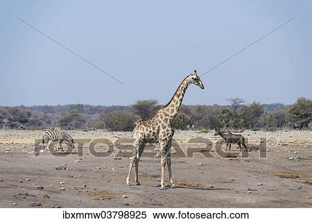 "Giraffe (Giraffa camelopardalis) and Burchell's Zebra (Equus burchellii) at the Chudob waterhole, Etosha National Park, Namibia, Africa" View Large Photo Image Stock Photography - "Giraffe (Giraffa camelopardalis) and Burchell's Zebra (Equus burchellii) at the Chudob waterhole, Etosha National Park, Namibia, Africa". Fotosearch