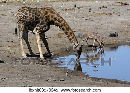 "Giraffe (Giraffa camelopardalis) and an Impala (Aepyceros melampusan) drinking at a waterhole, Etosha National Park, Namibia, Africa" View Large Photo Image Stock Photography - "Giraffe (Giraffa camelopardalis) and an Impala (Aepyceros melampusan) drinking at a waterhole, Etosha National Park, Namibia, Africa". Fotosearch