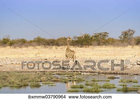 "Giraffe (Giraffa camelopardalis) at a waterhole, Etosha National Park, Namibia, Africa" View Large Photo Image Picture - "Giraffe (Giraffa camelopardalis) at a waterhole, Etosha National Park, Namibia, Africa". Fotosearch