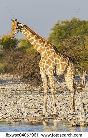 "Giraffe (Giraffa camelopardalis) at a waterhole, Etosha National Park, Namibia, Africa" View Large Photo Image Stock Image - "Giraffe (Giraffa camelopardalis) at a waterhole, Etosha National Park, Namibia, Africa". Fotosearch