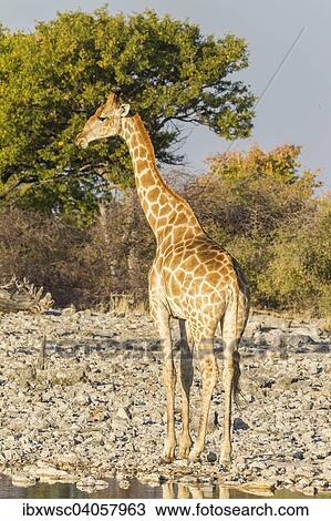 "Giraffe (Giraffa camelopardalis) at a waterhole, Etosha National Park, Namibia, Africa" View Large Photo Image Stock Image - "Giraffe (Giraffa camelopardalis) at a waterhole, Etosha National Park, Namibia, Africa". Fotosearch