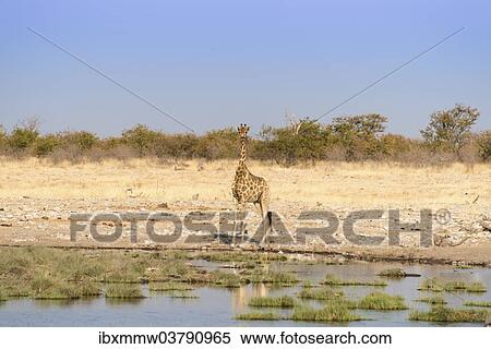 Stock Photography - "Giraffe (Giraffa camelopardalis) at a waterhole, Etosha National Park, Namibia, Africa". Fotosearch