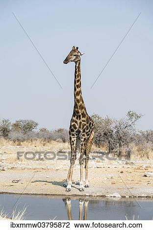 "Giraffe (Giraffa camelopardalis) at the Kalkheuwel waterhole, Etosha National Park, Namibia, Africa" View Large Photo Image Stock Image - "Giraffe (Giraffa camelopardalis) at the Kalkheuwel waterhole, Etosha National Park, Namibia, Africa". Fotosearch