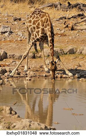 Stock Photo - "Giraffe (Giraffa camelopardalis) at the water hole of Klein-Okevi, Etosha National Park, Namibia, Africa". Fotosearch