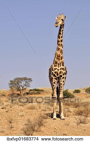 "Giraffe (Giraffa camelopardalis) in the Kgalagadi Transfrontier Park, Kalahari, South Africa, Africa" View Large Photo Image Picture - "Giraffe (Giraffa camelopardalis) in the Kgalagadi Transfrontier Park, Kalahari, South Africa, Africa". Fotosearch