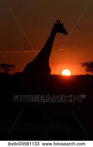 "Giraffe (Giraffa camelopardalis) in the sunset, Hardap Region, Namibia, Africa" View Large Photo Image Stock Image - "Giraffe (Giraffa camelopardalis) in the sunset, Hardap Region, Namibia, Africa". Fotosearch