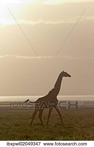 "Giraffe (Giraffa camelopardalis) in the morning light, Lake Manyara National Park, Tanzania, Africa" View Large Photo Image Stock Photo - "Giraffe (Giraffa camelopardalis) in the morning light, Lake Manyara National Park, Tanzania, Africa". Fotosearch