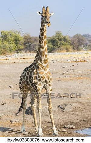 "Giraffe (Giraffa camelopardalis) is at the Chudob waterhole, Etosha National Park, Namibia, Africa" View Large Photo Image Stock Photograph - "Giraffe (Giraffa camelopardalis) is at the Chudob waterhole, Etosha National Park, Namibia, Africa". Fotosearch