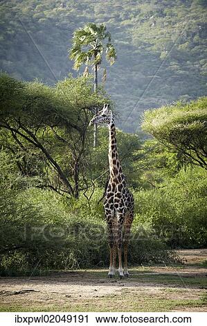 Stock Image - "Giraffe (Giraffa camelopardalis), Lake Manyara National Park, Tanzania, Africa". Fotosearch