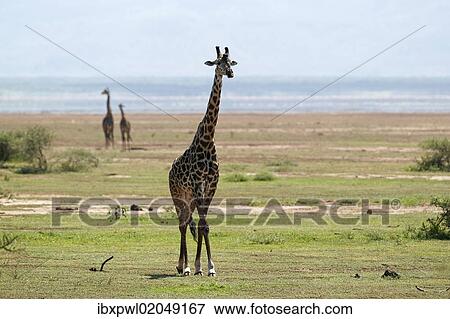 "Giraffe (Giraffa camelopardalis), Lake Manyara National Park, Tanzania, Africa" View Large Photo Image Stock Photo - "Giraffe (Giraffa camelopardalis), Lake Manyara National Park, Tanzania, Africa". Fotosearch