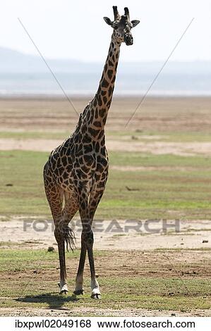 Stock Photo - "Giraffe (Giraffa camelopardalis), Lake Manyara National Park, Tanzania, Africa". Fotosearch
