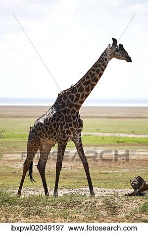 Stock Photo - "Giraffe (Giraffa camelopardalis), Lake Manyara National Park, Tanzania, Africa". Fotosearch