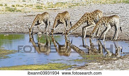 Picture - "Giraffe (Giraffa camelopardalis), Etosha National Park, Namibia, Africa". Fotosearch